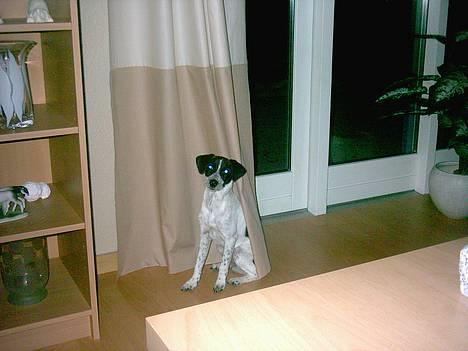 Dansk svensk gaardhund Scoopy Doo 2003 - 2006 billede 1