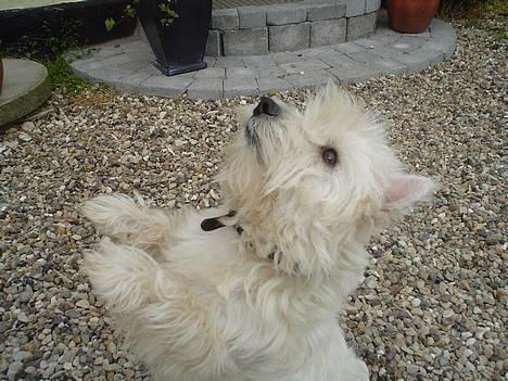 West highland white terrier rødebro´s ringo *RIP* billede 8