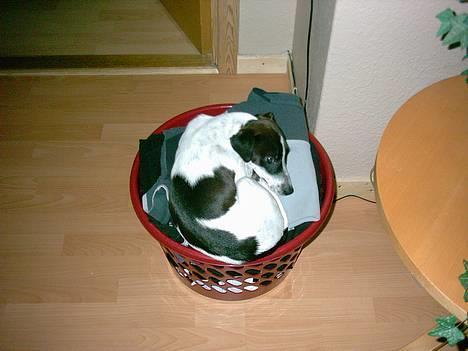 Dansk svensk gaardhund Scoopy Doo 2003 - 2006 billede 2