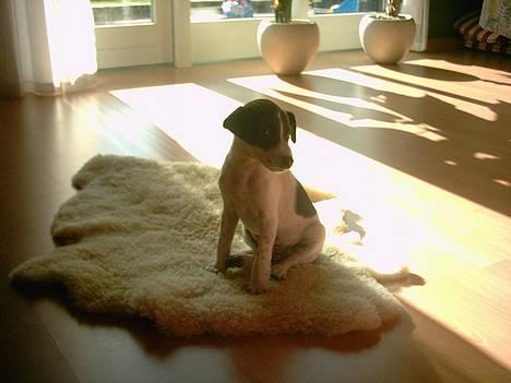 Dansk svensk gaardhund Scoopy Doo 2003 - 2006 billede 3