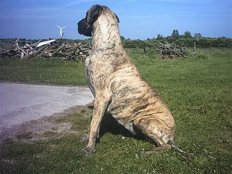 Grand danois grand dan tho´s cleo - cleo og hendes gravide mave nyder solen billede 2