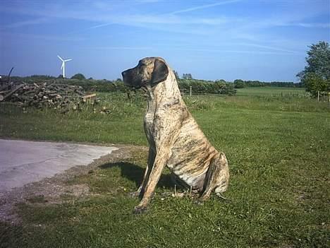 Grand danois grand dan tho´s cleo billede 3