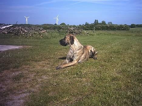 Grand danois grand dan tho´s cleo billede 4