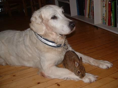 Golden retriever Queen Sarah billede 9