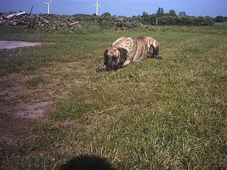 Grand danois grand dan tho´s cleo billede 5