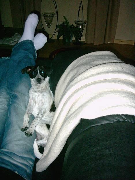 Dansk svensk gaardhund Scoopy Doo 2003 - 2006 billede 4