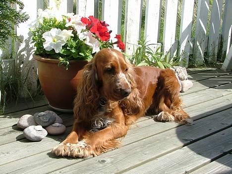 Cocker spaniel Mille - Er jeg ikke sød??? billede 1
