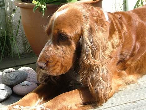 Cocker spaniel Mille - Livet er nu skønt billede 2