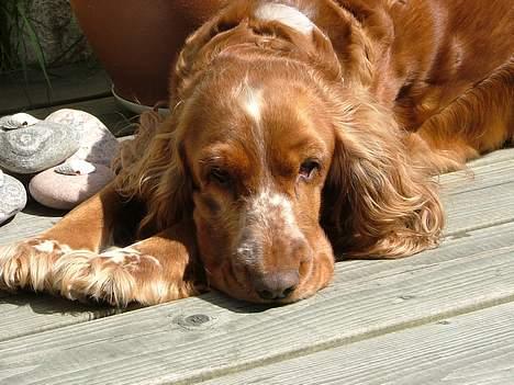 Cocker spaniel Mille - Det er sååå skønt at ligge ude i solen billede 3