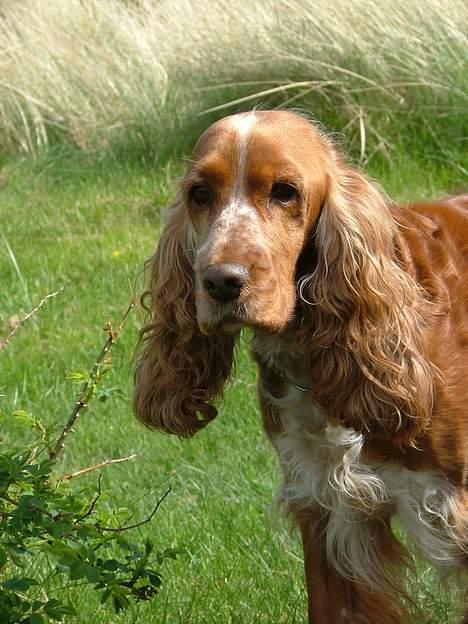 Cocker spaniel Mille - Hej med dig billede 4