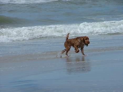 Cocker spaniel Mille - Hjæælp en bølge billede 5