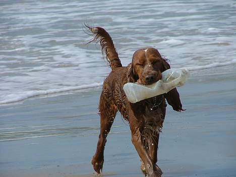 Cocker spaniel Mille - Det er skønt at bade med sit yndlingslegetøj billede 6