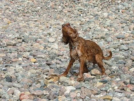 Cocker spaniel Mille - Puha hvor bliver man våd billede 7
