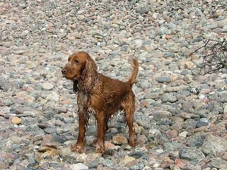Cocker spaniel Mille - Hov er det ikke en fugl jeg ser billede 8