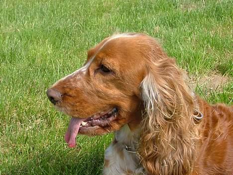 Cocker spaniel Mille - Er jeg ikke køn i profil???? billede 9