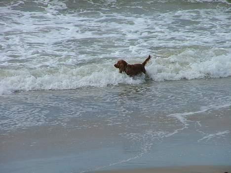 Cocker spaniel Mille - Lille hund - meget vand billede 10