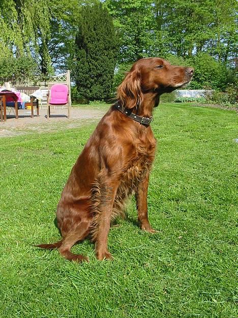 Irsk setter Lady(død) - jeg blev lidt fornærmet da de sagde at jeg skulle side mig, bare fordi der skulle tages et billede af mig!! billede 2