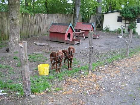 Irsk setter Lady(død) - her er hendes to hvalpe ud af 12 stk.... billede 3