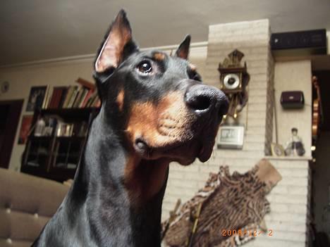Dobermann (Genning's Sultan) Pinta billede 3