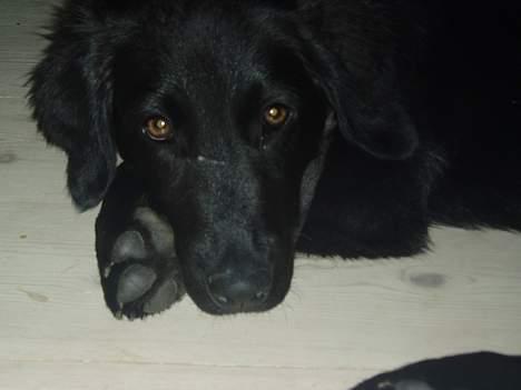 Labrador retriever Mon Cherié - Her er hun så... Min smukke, elskede Chérie ! billede 1