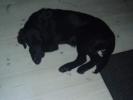 Labrador retriever Mon Cherié - Her liger hun så på stuegulvet... Meget træt og udmattet ! billede 2