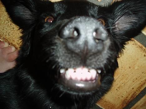 Labrador retriever Mon Cherié - Et meget dårligt billede af den lille grisling... :) Men er da charmerende ikk !? billede 3