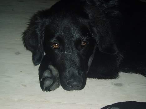 Labrador retriever Mon Cherié - Hendes smukke ansigt... billede 4