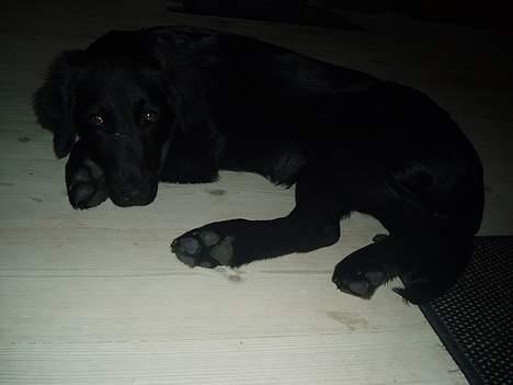 Labrador retriever Mon Cherié - Her er hun så meget træt inde på stuegulvet... billede 5