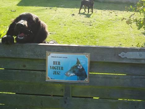 Labrador retriever Mon Cherié - Her prøver hun at hoppe over en låge hjemme hos en af min mors kollegaer... billede 6