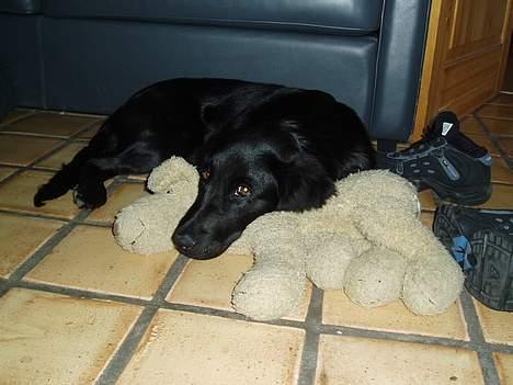 Labrador retriever Mon Cherié - Her ligger hun og sover sammen med min bamse Bobbi... billede 7
