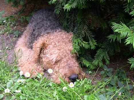 Airedale terrier Linus - En lur i yndlingsbusken billede 1