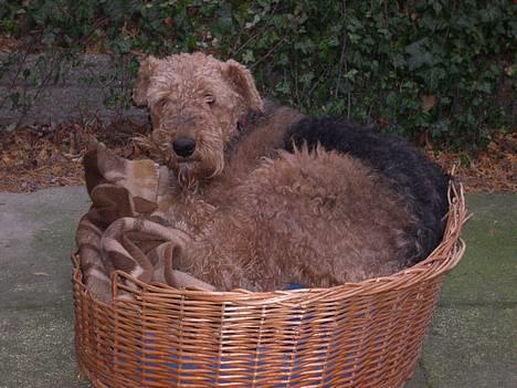 Airedale terrier Linus billede 2