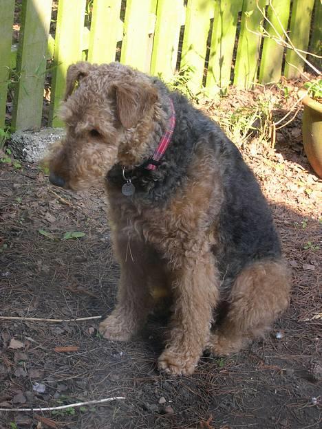 Airedale terrier Linus - Kigger efter mus billede 3