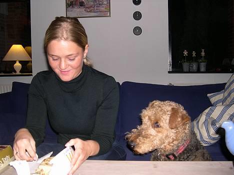 Airedale terrier Linus - Giv mig mad !!! billede 4