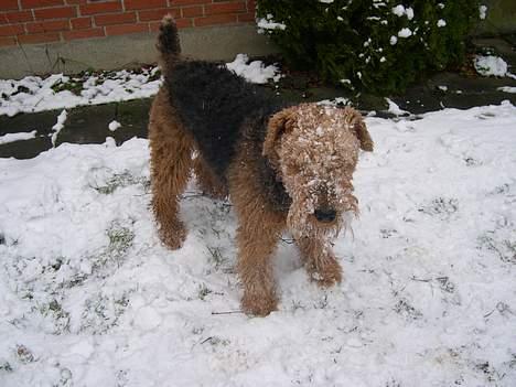Airedale terrier Linus billede 5