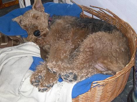 Airedale terrier Linus - zzZZzzZZzz billede 6
