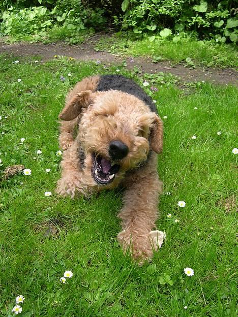 Airedale terrier Linus - mmm dejligt tyggeben billede 7
