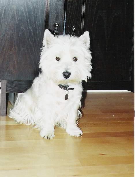 West highland white terrier rødebro´s ringo *RIP* billede 9