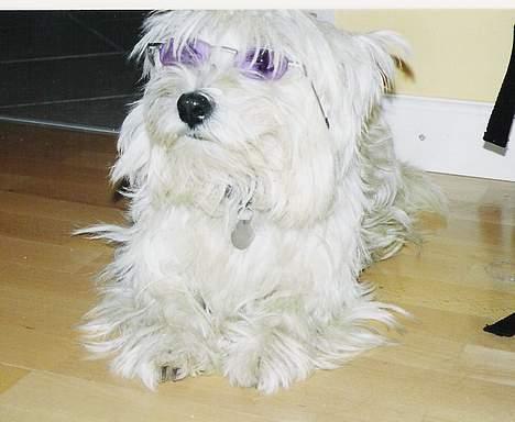West highland white terrier rødebro´s ringo *RIP* - sej nok hva med solbriller på. billede 10