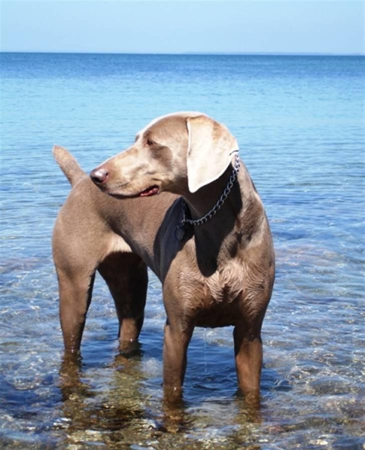 Weimaraner Kiwi - *Duuuuuuuumdiduuuuuuuumdidaaaaaaaaj* billede 6