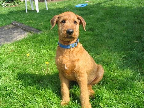 Irsk terrier Jeffi 13/2 - jeffi som hvalp billede 3