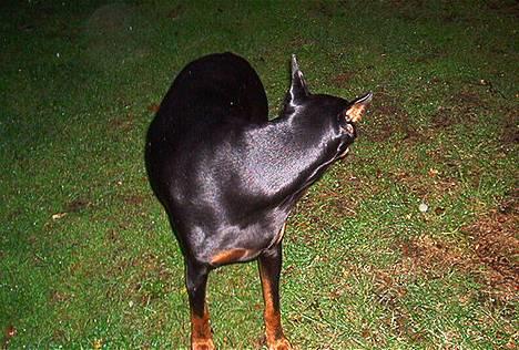 Dobermann (Genning's Sultan) Pinta billede 4