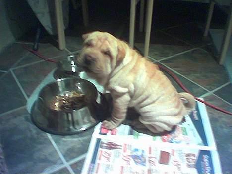 Shar pei ChinaH. Archo Hot Vanilla - archo er næsten for træt til at spise...  (2mdr) billede 3