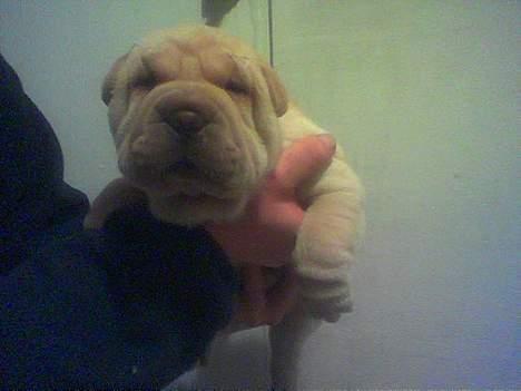 Shar pei ChinaH. Archo Hot Vanilla - "se, jeg er vågen!" billede 8