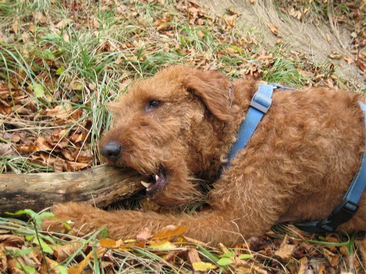 Irsk terrier Jeffi 13/2 - Jeffi på møen, med sin elskede pind som han har stjølet fra Kida billede 4