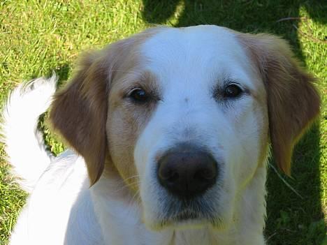 Blanding af racer Molli - hej... håber det er mad du har der i hånden... billede 1