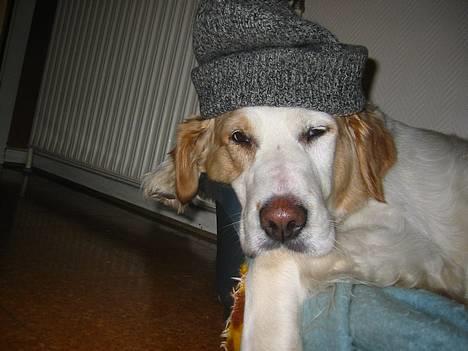 Blanding af racer Molli - yaerh... billede 3