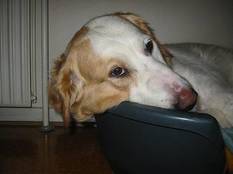 Blanding af racer Molli - zzzzzzzzzzzzzz........ingen kommentare til mit "udhængende" kind! hmm... billede 4