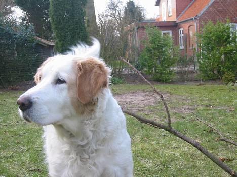 Blanding af racer Molli - hov var der nogen der??? nyt 8.2.05 billede 5