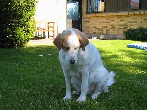 Blanding af racer Molli - hva dælen... sig ikke at det er en flue jeg kan spise... :O) billede 6